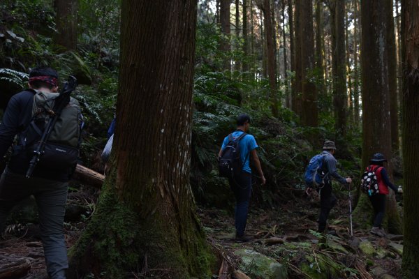 加里山鹿場、杜鵑嶺893662