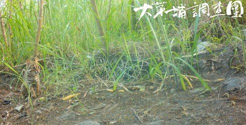 【新聞】石虎驚喜現身！ 在地農友自發團購相機 化身公民科學家守護生態