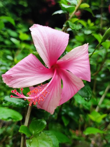 台中大甲鐵砧山2769483