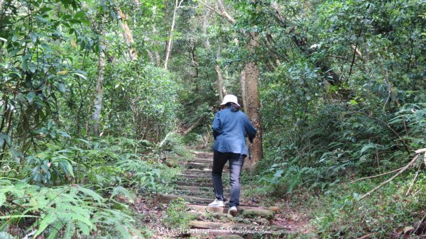 《苗栗》桐花茶園｜四月雪小徑登慈濟山三義山202504272771207