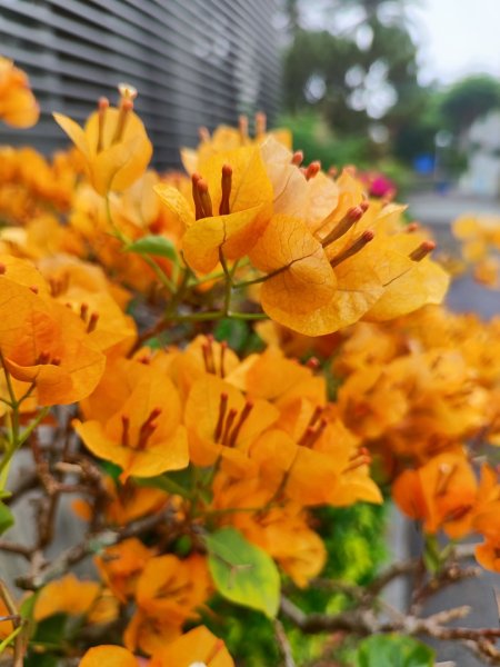 台中大甲鐵砧山2769487