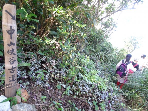 登獅潭鄉仙山三角點登頂賞層層山巒美景封面