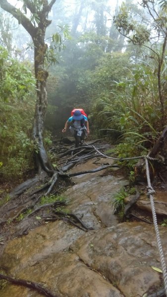 美麗的山林～加里山（小百岳）O型走597929