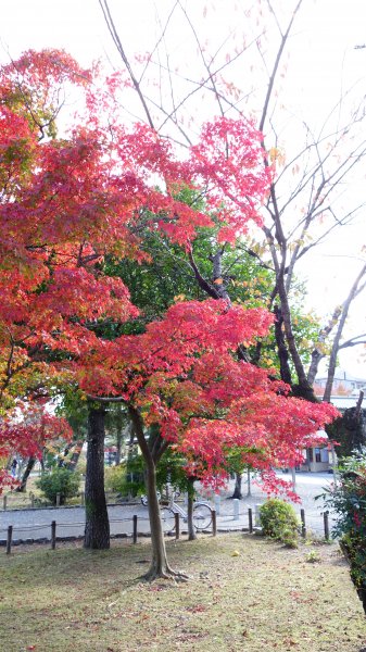 日本京都嵐山651795