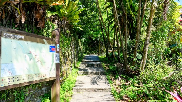 紫花酢醬草2739923