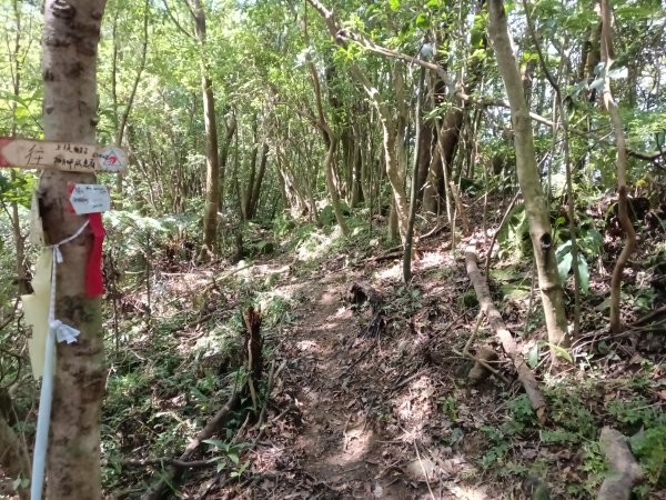 雙溪區威惠廟+下坑山+570峰+大埤格+崩山坑古道O型2814836