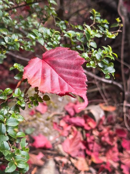 鳶嘴稍來步道賞楓季 ，大雪山門票優惠到12/31！2969566