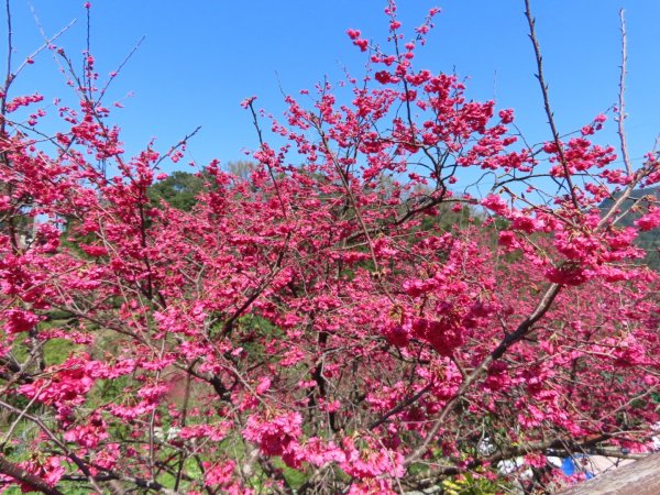 樟樹步道登山口前的［櫻花］（2024/2/14）2433390