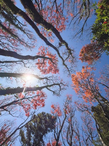 鳶嘴稍來步道賞楓季 ，大雪山門票優惠到12/31！2969587