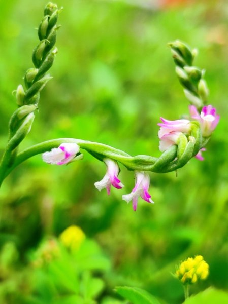 臺灣原生種蘭科植物 綬草（清明草）封面