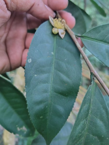 多納六秀 京大山2957526