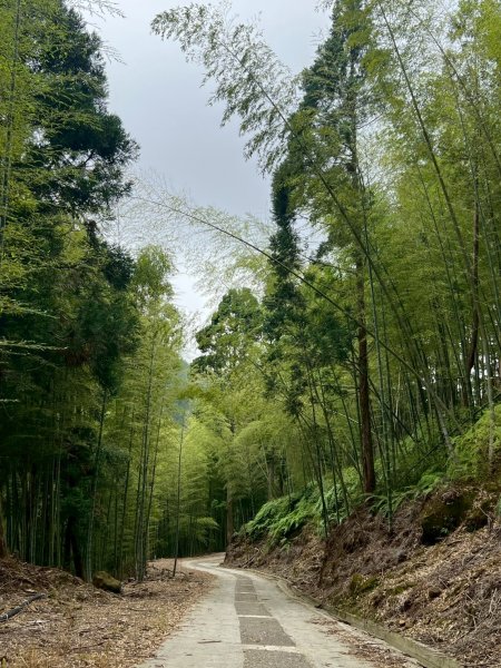 嵐山再古坑。五元兩角 木馬古道2806228