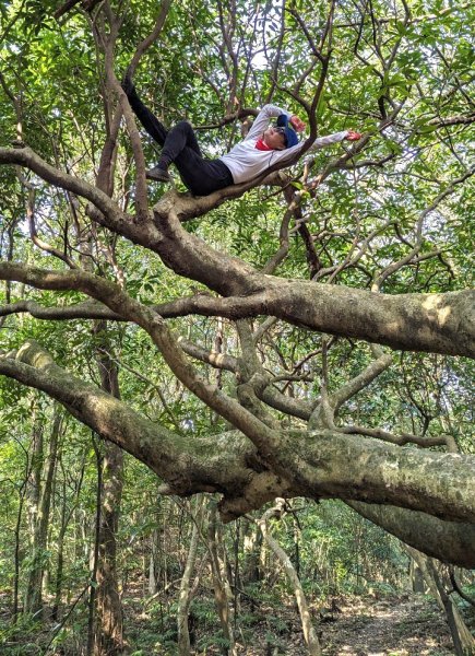 東勢大崙、東勢坑山、觀音湖山O走2986337