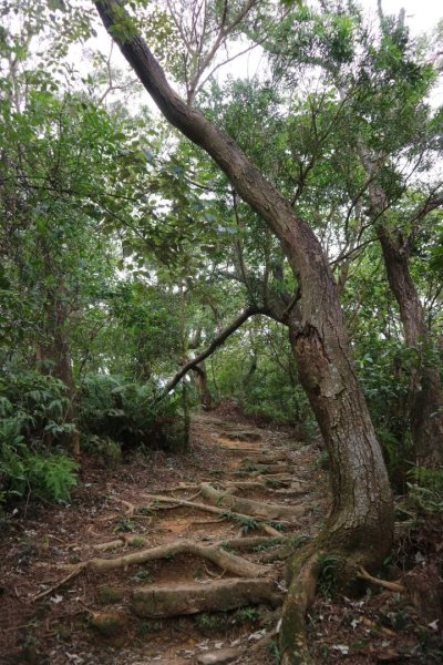〔內湖〕文間山，劍南蝶園，劍潭古寺，婆婆橋 鄭成功廟步道2249271