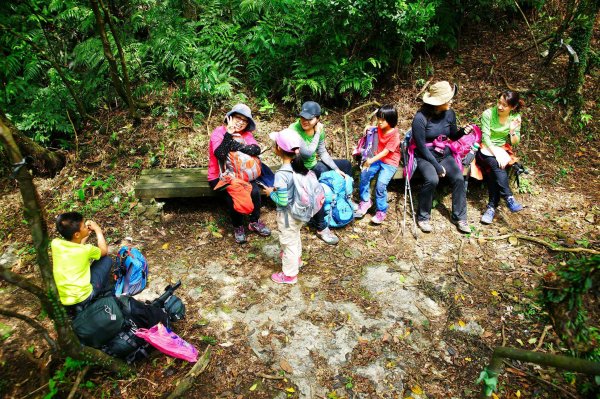 燦光寮古道與黃金三稜554285