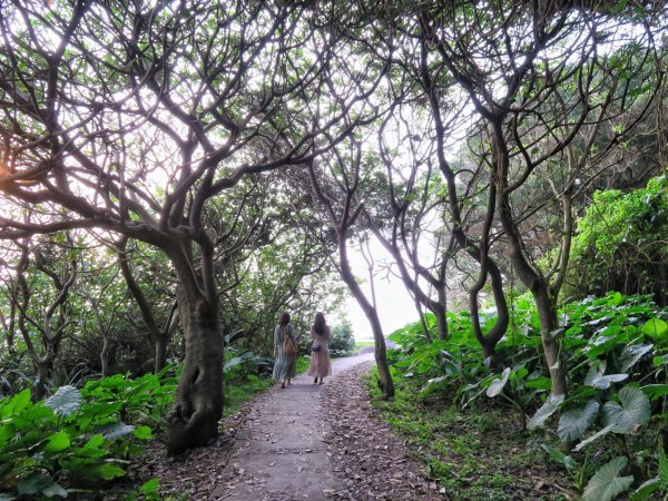 麟山鼻濱海步道 駱駝峰 富貴角公園1340681