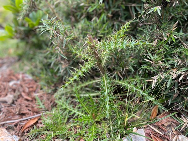 向陽日出，嘉明湖光2865080