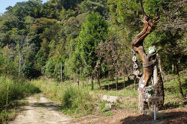 苗栗 卓蘭 白布帆山2967910