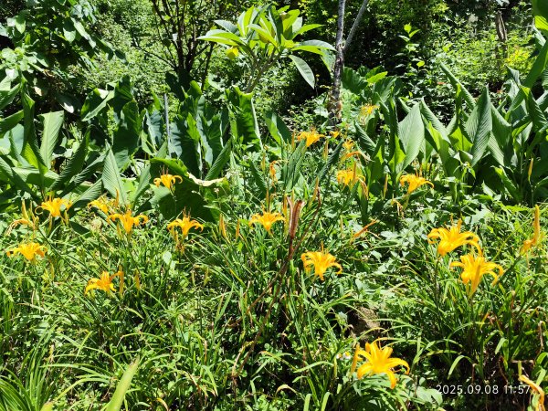 【臺北大縱走 7】2-1 樟山寺→樟樹步道→彩雲亭→相思炭窯→貓纜貓空站→指南路三段40巷2881838