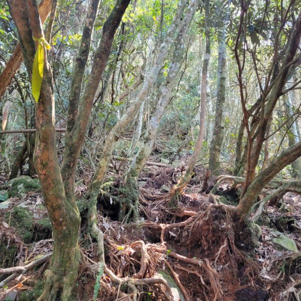 橫嶺山登山步道1638190