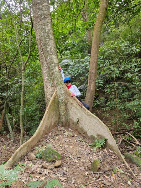 東勢大崙、東勢坑山、觀音湖山O走2986258