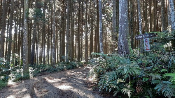 《新竹》幸福雲海｜鵝公髻山步道X山上人家202211051900106