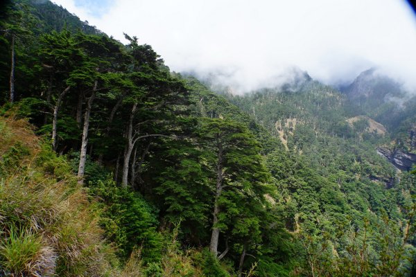 臺灣 嘉義 玉山3110193