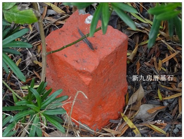 九房厝基石、落雨松(台中、石岡)1564147