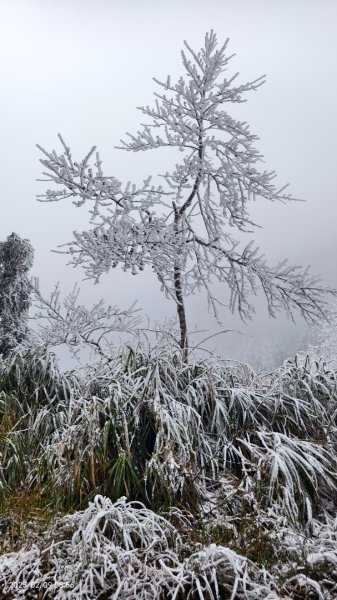 我的2025 第三場雪 #翠峰湖步道 #望洋山 #金翼白眉  2/92708858