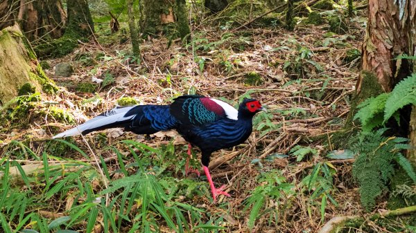 20251212稍來山賞楓2964435