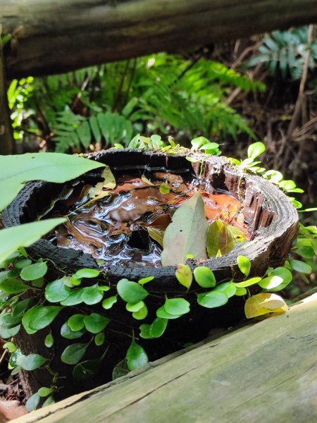 新山夢湖-友蚋山-友蚋南峰-五指山古道2755378