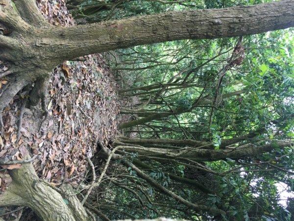 糖子恩山（鐵谷山宮2752034