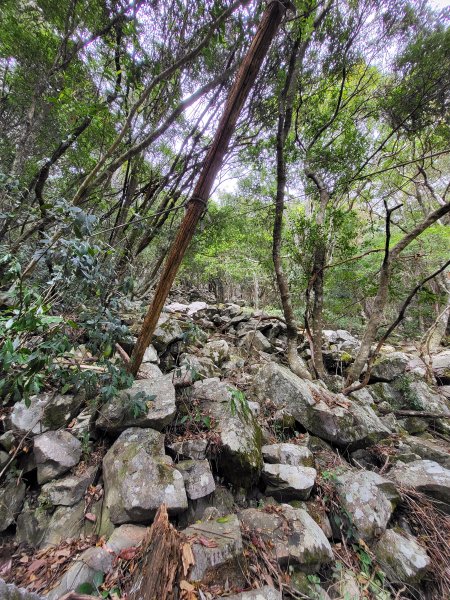 2025.11.30 谷關七雄 No.4 波津加山，不給休的蜂2952125