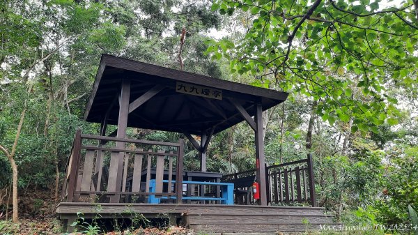 《台中》觀九九峰｜霧峰青桐林生態步道群202511092932227