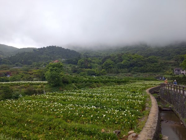 中正山步道-竹子湖來回1361697