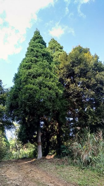 南庄騰龍山杜鵑嶺加里山封面