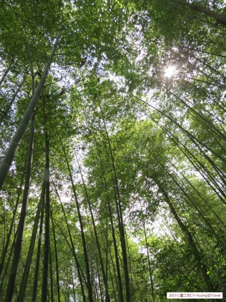 《南投》竹林銀杏｜鹿谷長源圳古道、大崙山銀杏森林、武岫201709212890485