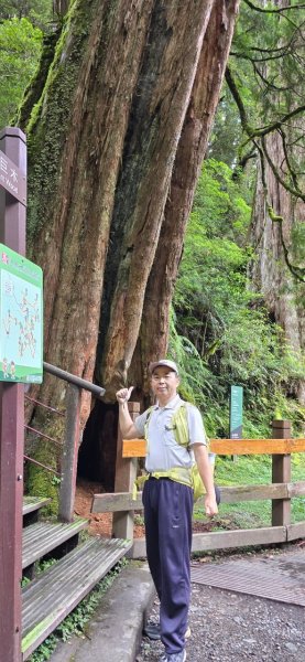 拉拉山巨木步道-塔曼山步道_202407022569682