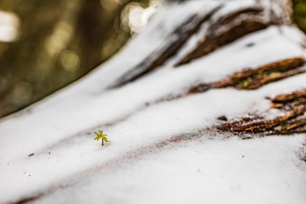 【塔曼山】雪季的糖霜白雪森林1234618