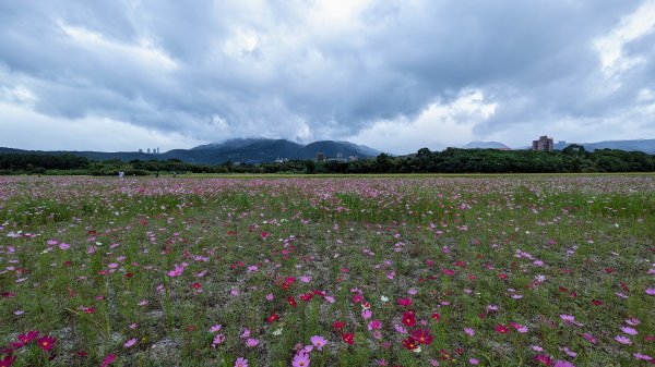 關渡花海,大龍峒孔廟,保安宮,迪化街2345349