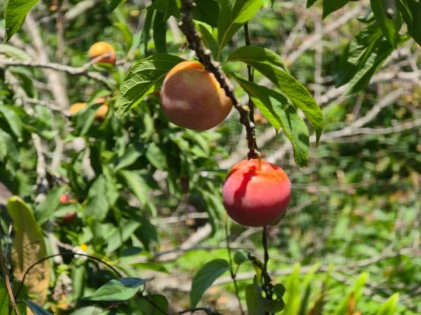 夏日的馬那邦山2786860