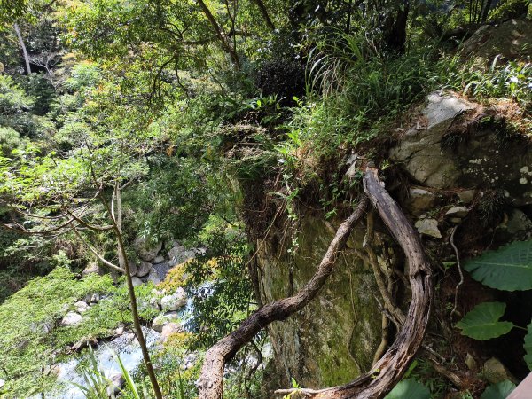 [百山百鳥尋旅-07/15] 2025_0831 八仙山國家森林遊樂區步道群_天籟步道2875919