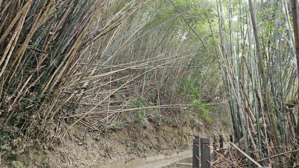 小中嵙登山步道頂中嵙山O形2385039