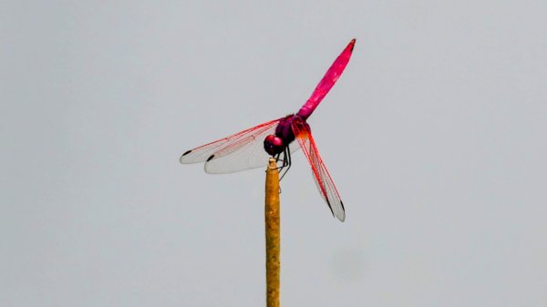 柯子林保甲路,如意湖,五指山古道2848902