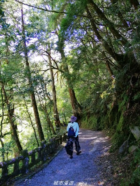 【桃園。復興】有氧森呼吸。 山迢路遠超美的拉拉山神木群步道1501132
