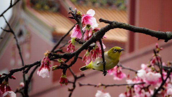 樂活公園櫻花2016483