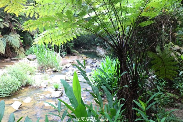 【南投。魚池】山林秘境之美景包場。澀水水上瀑布1428434