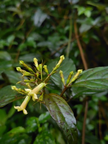 再訪雙林山、杜仔湖步道、雙子山2817934