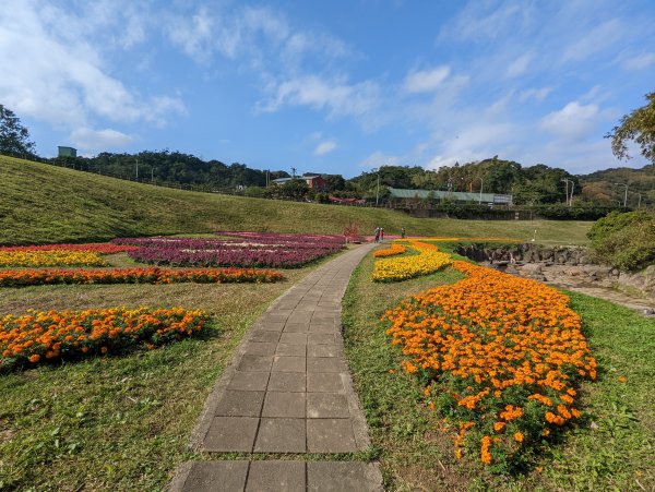 大溝溪蝴蝶花海。圓覺三尖之二「鯉魚山、忠勇山」1576508