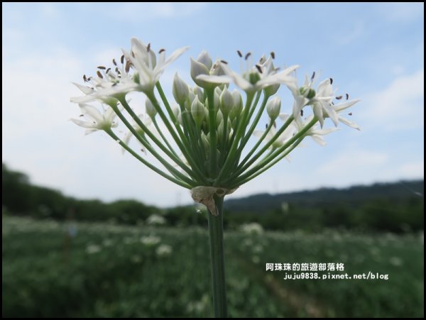 大溪中新里韭菜花季673359